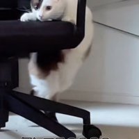 椅子を回す猫2