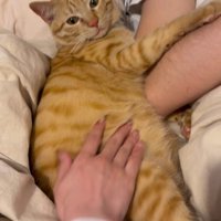 ママになでられる猫