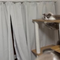 落下する猫とタワーから見つめる猫