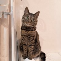 キジトラ猫のアテチちゃん