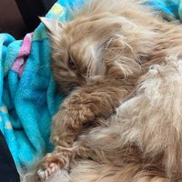 男性のそばでまどろむ薄茶色の猫の顔