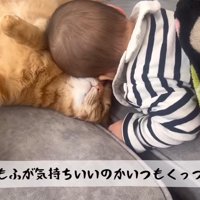 もふもふが気持ちいい