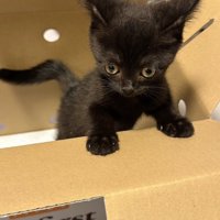 ダンボールの中から外を眺める子猫