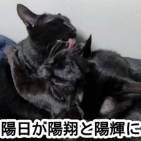 舐める猫