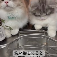 目の前に座る2匹の猫