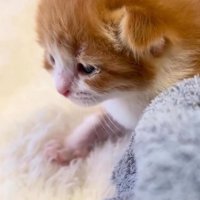 グレーの毛布のそばで前足を踏み出すむぎくん