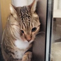 網戸と窓の隙間に入ろうとするキジトラ猫