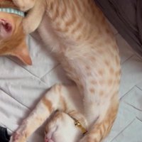 ヘソ天で眠るもう1匹の猫