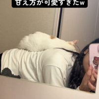 眠そうな猫