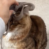 毛糸を頭に乗せた猫の写真4