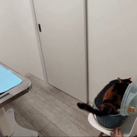 キャリーに入る猫