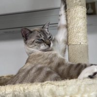 キャットタワーに左腕をかけてくつろぐ猫