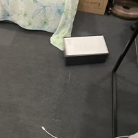 ダッシュする猫