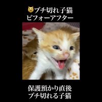 斜めにシャー