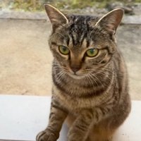 室内を見つめるアメルちゃん
