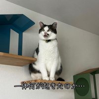 上を見ている猫