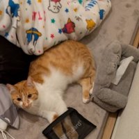 横になってメッシュポーチに手を突っ込んでいる猫