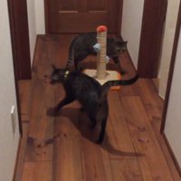 ろうかにいる二匹の猫