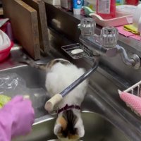 調理中のおばあちゃんと猫