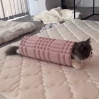 フォームローラーの中に入って顔をしっぽを出している猫