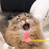 猫じゃらしで遊ぶ猫