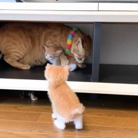 グルーミングと近づいてくる子猫