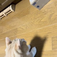貯金箱の音にびっくりするスコティッシュフォールド