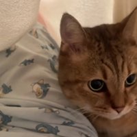 飼い主のいる布団の中に潜り込んだミヌエット