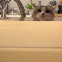 顔が半分見えている猫