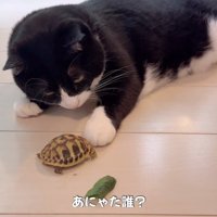 亀を触る猫