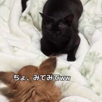 布団の上で向かい合って伏せている犬と猫（アップ）