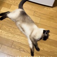 眠る猫