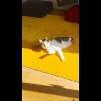 見つめる姿