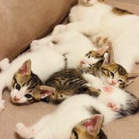 ソファでくつろぐ母猫と4匹の子猫