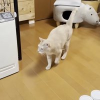 家の中を歩いている猫