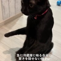 驚いて立ち上がる猫