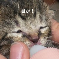 少し目が開いた子猫
