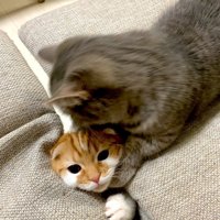 生えている猫を捕まえる