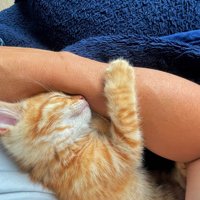 人の腕にしがみついて寝る子猫