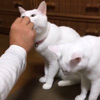 おやつをもらう奥にいる猫