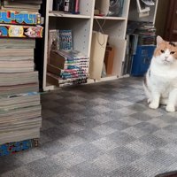 座って見つめる姿