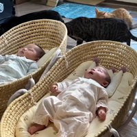 双子さんと5匹の猫ちゃん