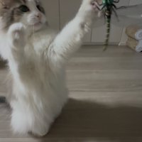 猫じゃらしを前足で叩く猫