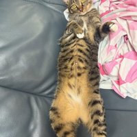キジトラ