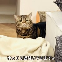 遠くから赤ちゃんを見るキジトラマンチカン