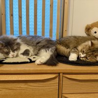 寝転がる猫