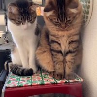 炊飯器を見つめる2匹の猫