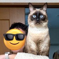 凛々しい顔つきの猫