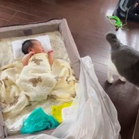 床に寝ている赤ちゃんとその横に立っている猫