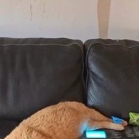 ソファで寝る猫の背中